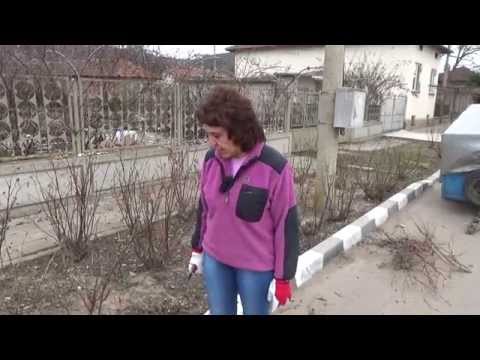 Видео: Как и кога е по -добре да се трансплантират сливи?