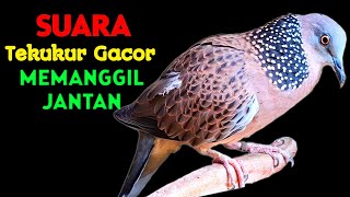Suara Burung Tekukur Gacor Memanggil Lawan Langsung Nyaut Bunyi
