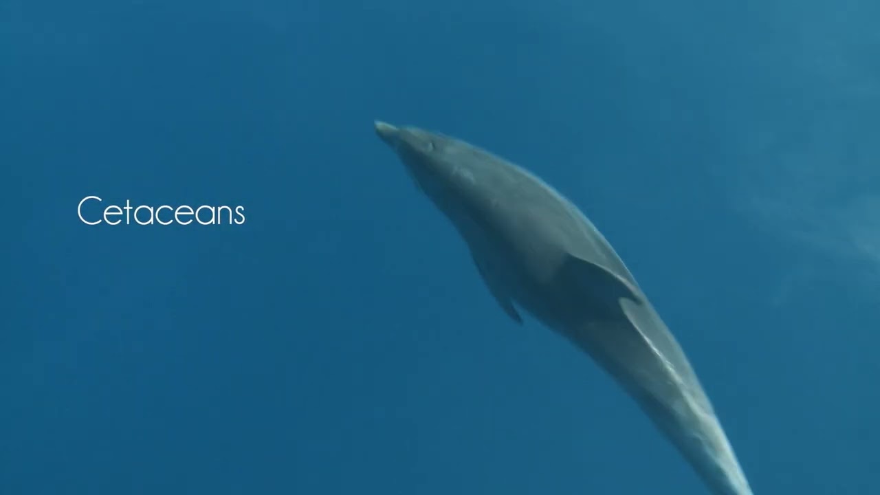 Caring for the marine environment of the inner Ionian Sea