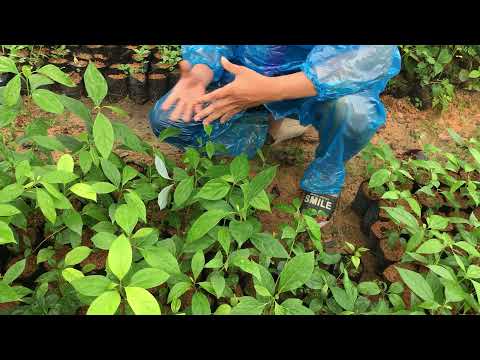 Video Bao nhiêu tiền một cây giống xá xị (gù hương) 0764 456... - youtube