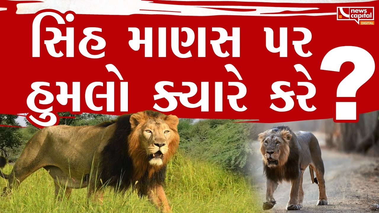 સિંહની એવી અજાણી વાતો જેને જાણવી હોય તો આખો વીડિયો જુઓ | Lion Facts | WildLife Secrests |