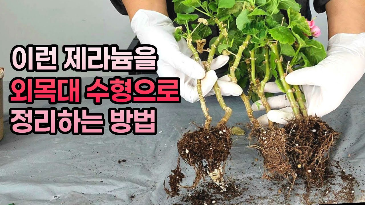 [4K] 제라늄 번식과 수형정리를 동시에!!! 삽목보다 쉬운 제라늄 뿌리찢기 세가지만 주의하세요! #제라늄 #pelargonium