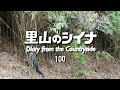 田舎暮らし 100:電動ハサミ1本で壁のような笹藪を開拓