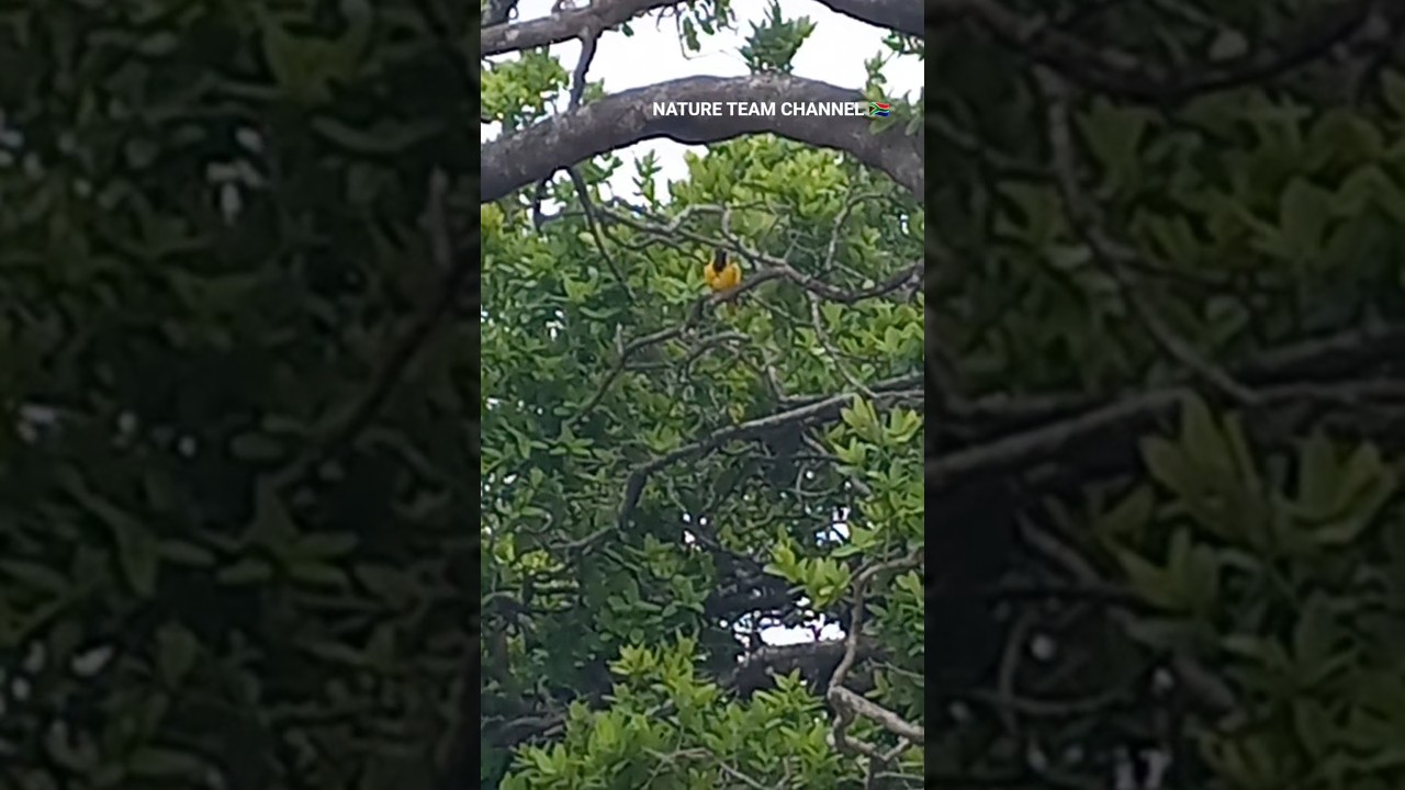 NATURE TEAM 🇿🇦 BIRD Black-headed oriole found in Africa 