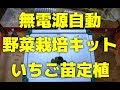 【園芸グッズ】無電源自動野菜栽培キットSoBiCオーガニックプランターにいちごを定植