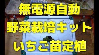 【園芸グッズ】無電源自動野菜栽培キットSoBiCオーガニックプランターにいちごを定植