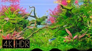 RED | Aquascape • Fixed 3hours 4K HDR 60fps • Water sound