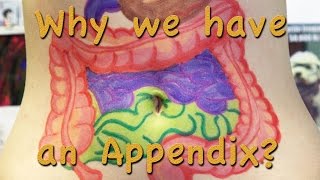 Hyew Why We Have An Appendix?
