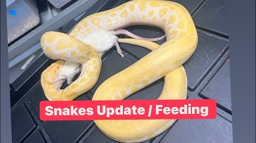 Feeding Burmese Python / 2 Green Anaconda / Moonglow and Snow Boa Constrictor and more Snakes