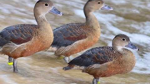 Suara burung belibis pikat non stop