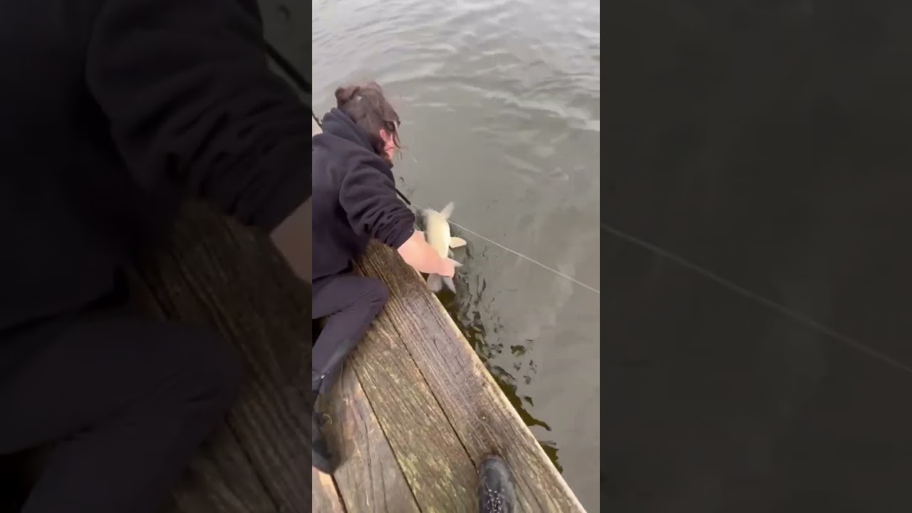 Decent Grass Carp From The Lake 