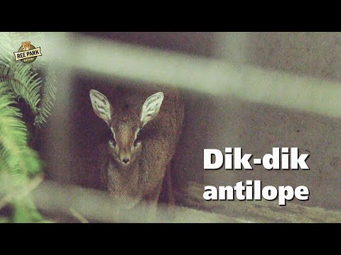 Video: Dværgantilope - et dyr, der bygger rede