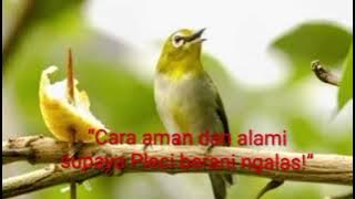 “Pleci ngalas tanpa obat — cuma pake terapi air mengalir dan suara pleci ngalas isian