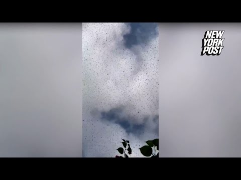 Locusts swarm Mexico region in biblical proportions: ?I won?t open my mouth again!?