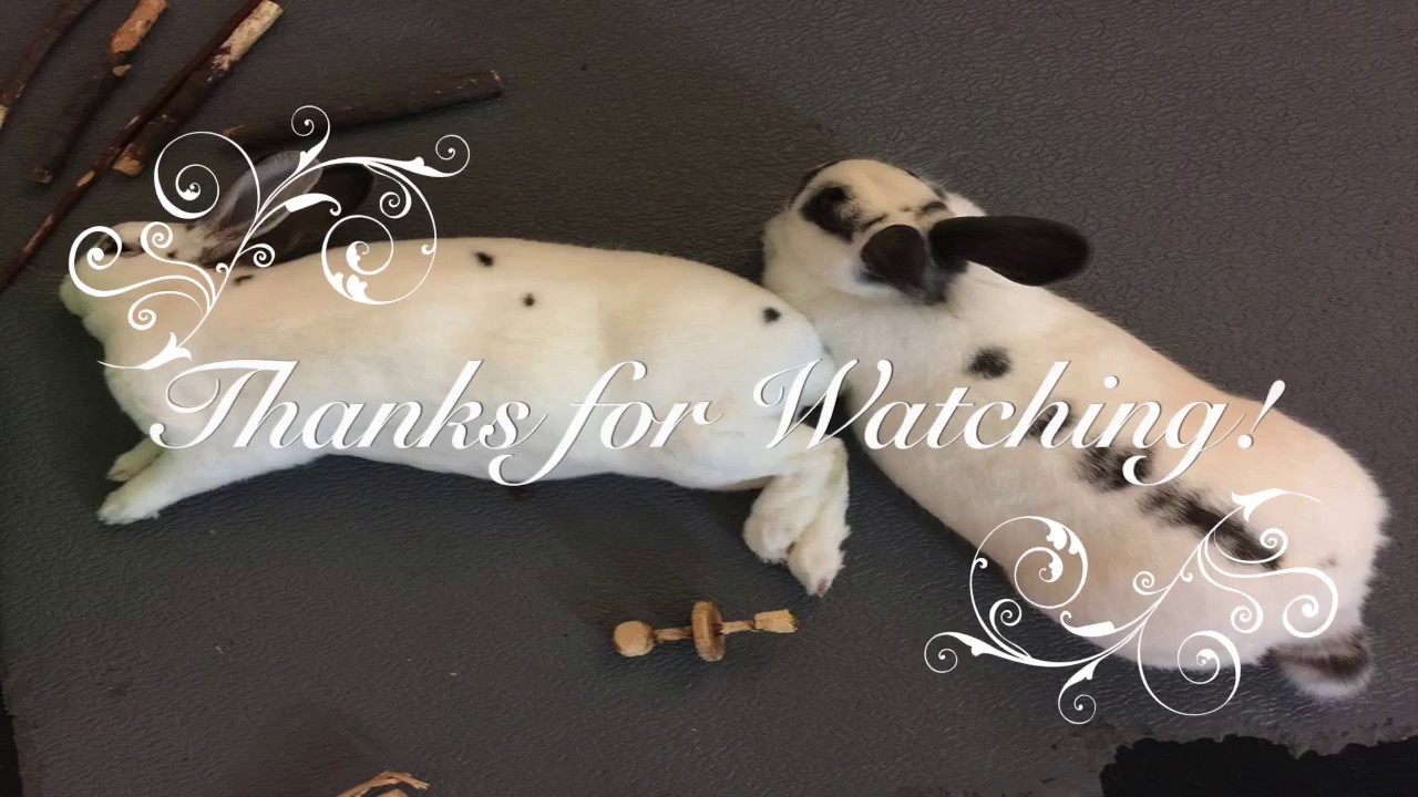 Breeze Litter Box for Rabbits Daily Cleaning Routine YouTube