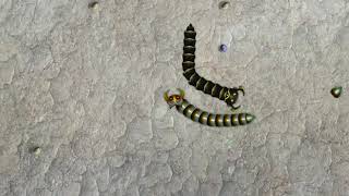 Gusanitos.io - Snake Battle Arena screenshot 1