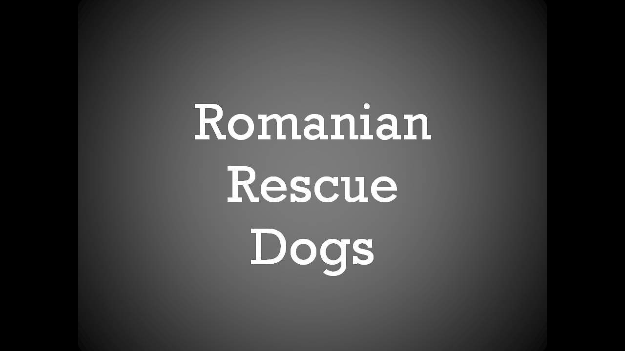 Adopting a Romanian Rescue Dog