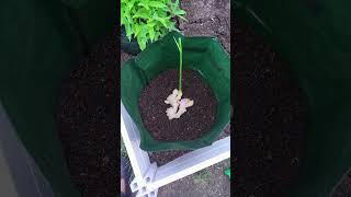 planting ginger that sprouted.... we will check back in soon 🙂 #growbag  #ginger #gardening