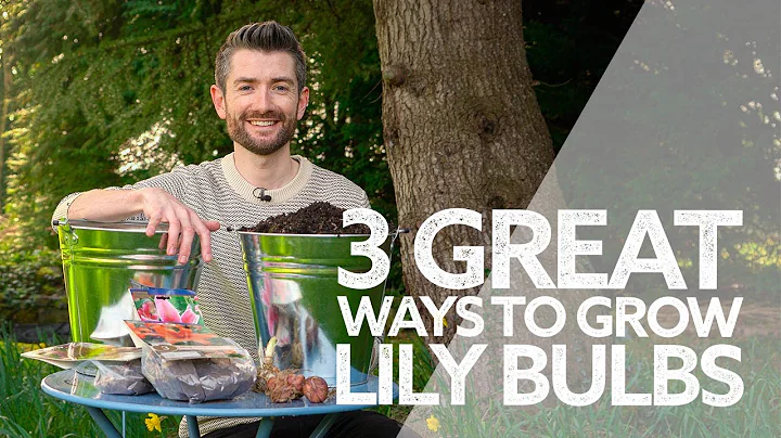 How to Grow Lilies | How to Plant Lily Bulbs | 3 Great Ways | Summer Flowering Bulbs - DayDayNews