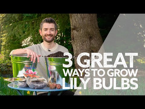 Video: Growing Lilies From Bulbs: How To Care For Lily Flowers