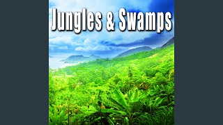 Heavy Insect Noise from Daytime Jungle Ambience