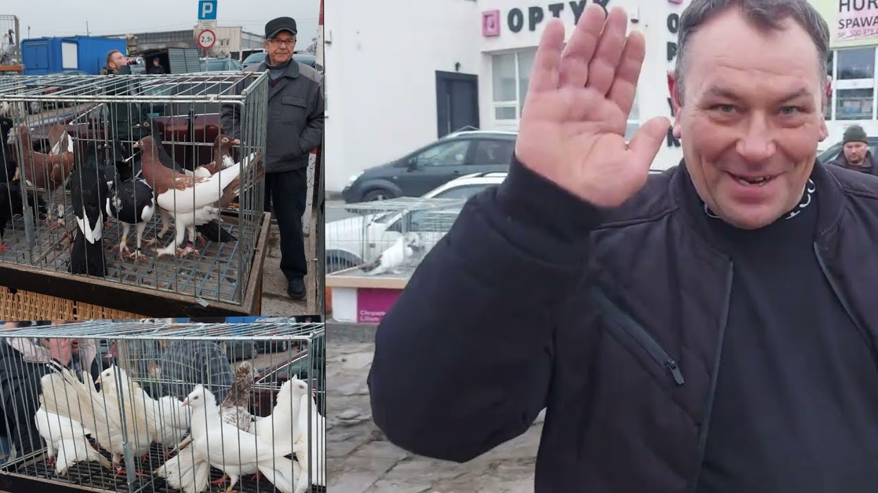 Ogromny dziś Rynek , Targ Gołębi w Tczewie 🥰Było w czym wybierać 😊 ZAPRASZAM NA FILM ✋️💪✋️