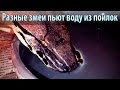 Разные змеи пьют воду. Snakes drink water