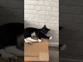 My cat Gizmo is a goal keeper 🥅⚽️🏟️🐱🐱😼🐈⬛🐈