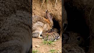 Wild Baby Rabbit are drinking milk #cute #bunny #rabbit
