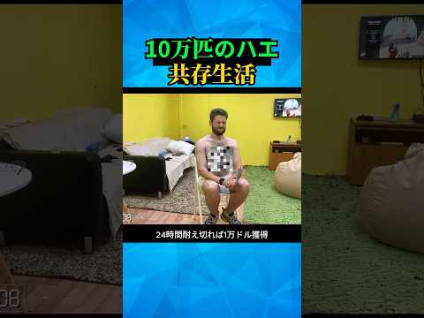 【非日常体験】10万匹のハエと24時間共存すると1万ドル！？#shorts