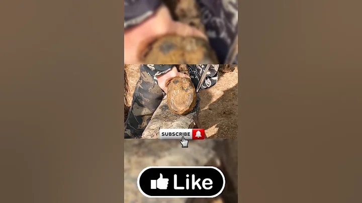 Giving a horse a pedicure   #hoof #horse #farrier #satisfying  #donkey