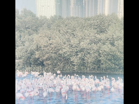 Ras Al Khor Wildlife Sanctuary Flamingo Hide Dubai