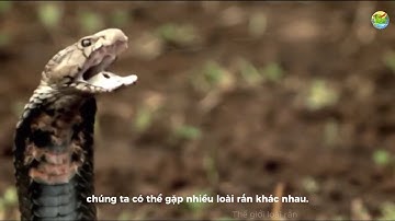 “Rắn mamba đen – Kẻ thống trị sa mạc châu Phi | Cơn ác mộng có thật trong tự nhiên”