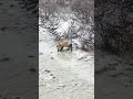 Red Fox - Churchill MB, CANADA. #redfox #arcticanimals #churchill
