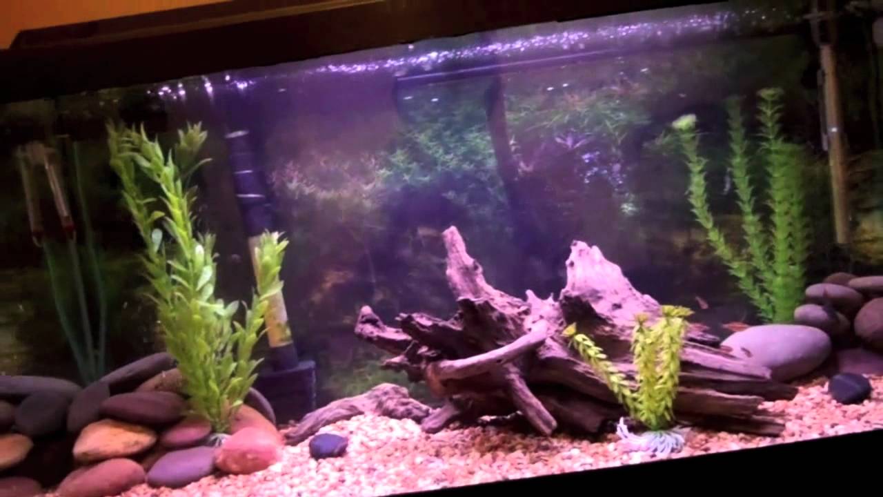 30 Gallon Tropical Fish Tank Update (Spotted African Leaf Fish) YouTube