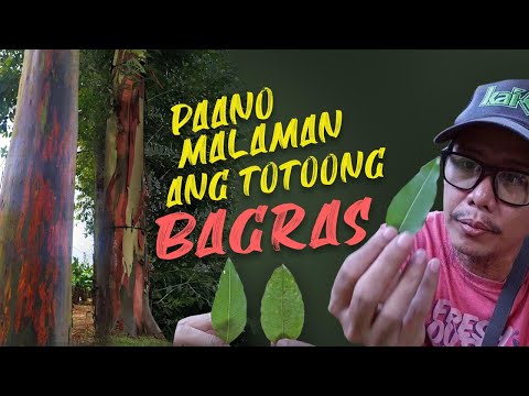 Video: Bakit makulay ang puno ng rainbow eucalyptus?