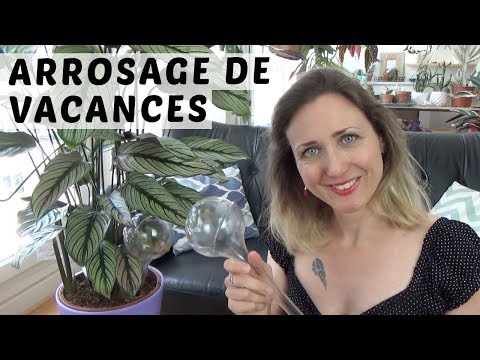 Vidéo: Arrosage correct des plantes d'intérieur : comment arroser une plante d'intérieur