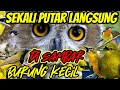 suara pikat semua jenis burung kecil paling ampuh. sekali putar langsung ngumpul