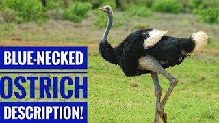 Somali Ostrich || Blue-Necked Ostrich || Description and Facts!