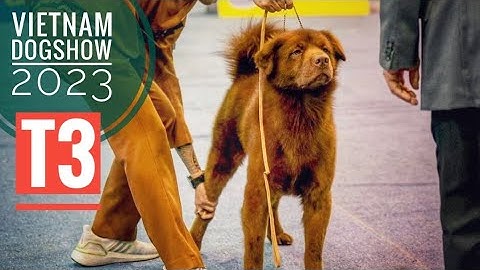 T3: Bắc Hà Xù "chiến" H