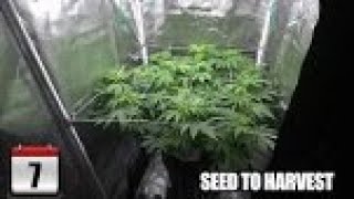 Scrogging in DWC - How to Grow Weed From Home