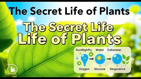 The Magic of Photosynthesis Explained | How Plants Make Oxygen & Food | Science Simplified!