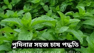 || পুদিনার সহজ চাষ পদ্ধতি || প্রয়োজনীয়  কিছু  টিপস্ || Easy way to grow Mint||