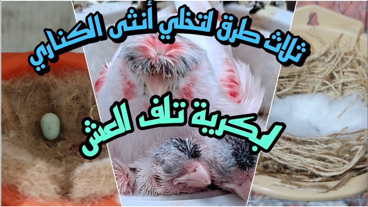 كيف اصنع عش لأنثى الكناري وكيف تبيض داخل العش🔥لزيادة الإنتاج 🔥