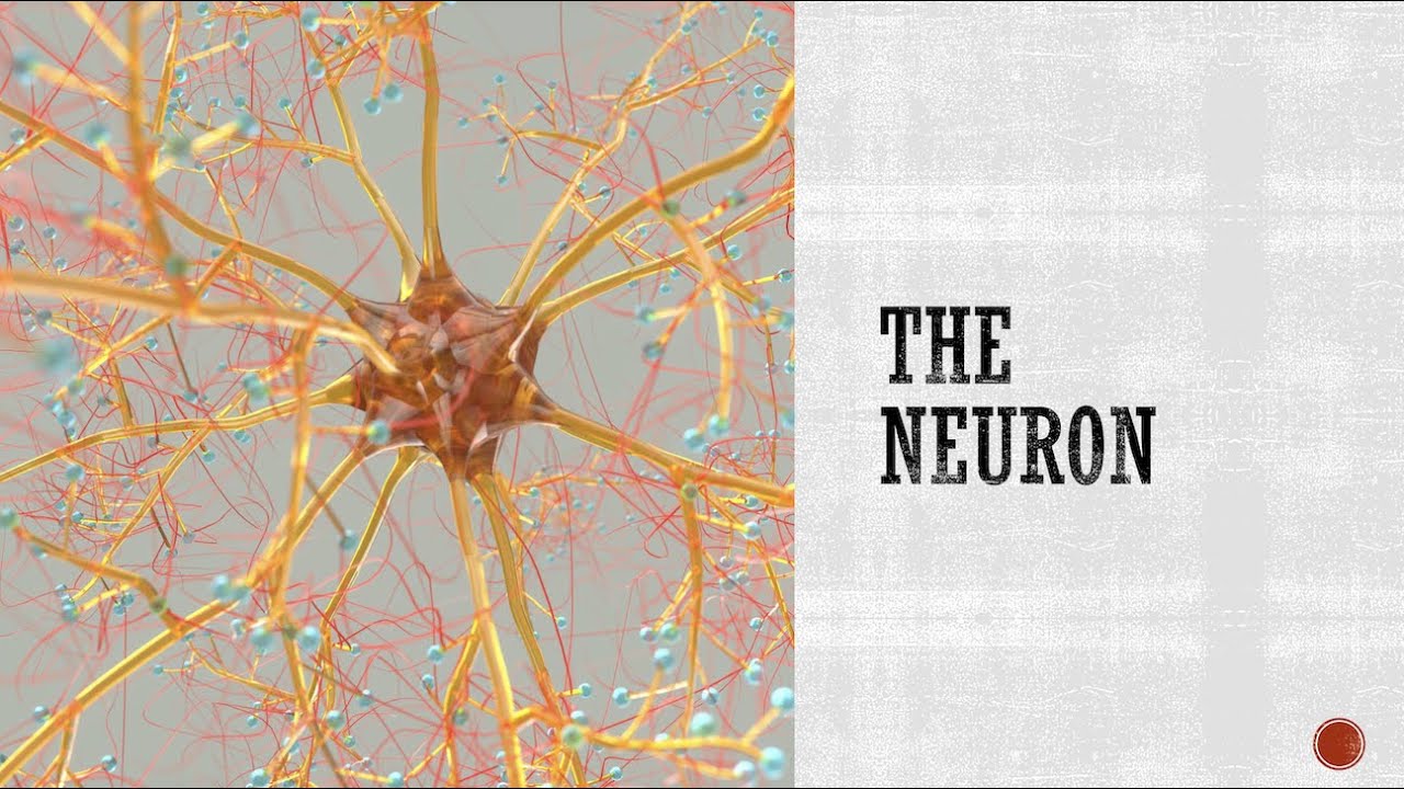 The Neuron - Anatomy & Physiology - YouTube