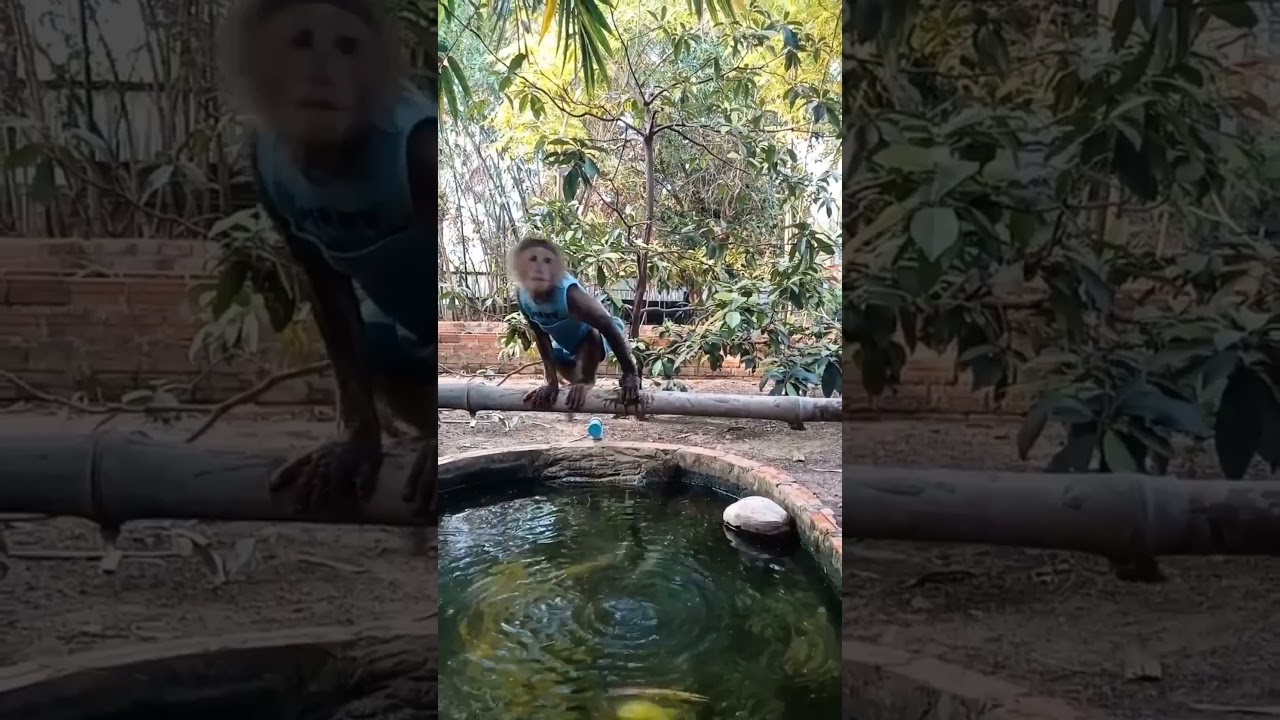 Baby monkey playing in the water 