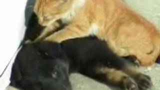 Rubia Calentona Masajea A