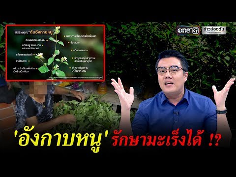 &39;อังกะนุ&39;  รักษามะเร็งได้จริงหรือ!?  |  ข่าวช่องวัน |  one31