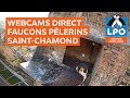 Webcam direct faucons plerin saintchamond 