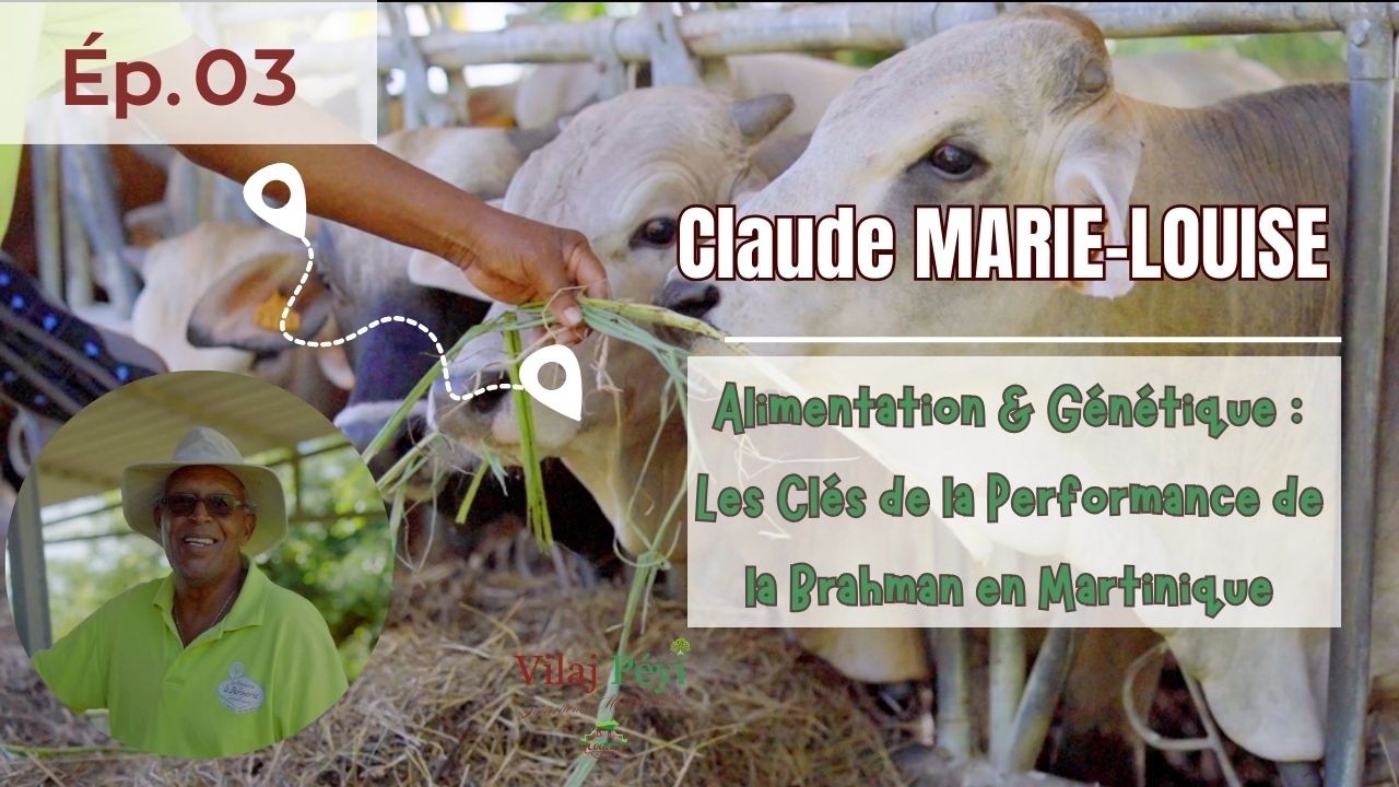 Capsule 3:  Alimentation & Génétique : Les Clés de la Performance de la Brahman en Martinique